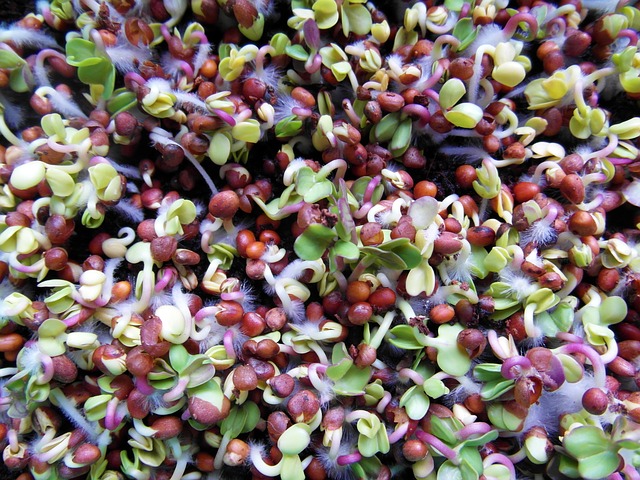 Ke klíčení semen vám stačí jedno okno a trochu vody